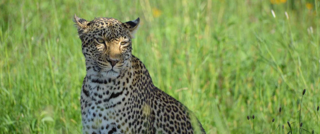 8 Days Family Safari in Serengeti