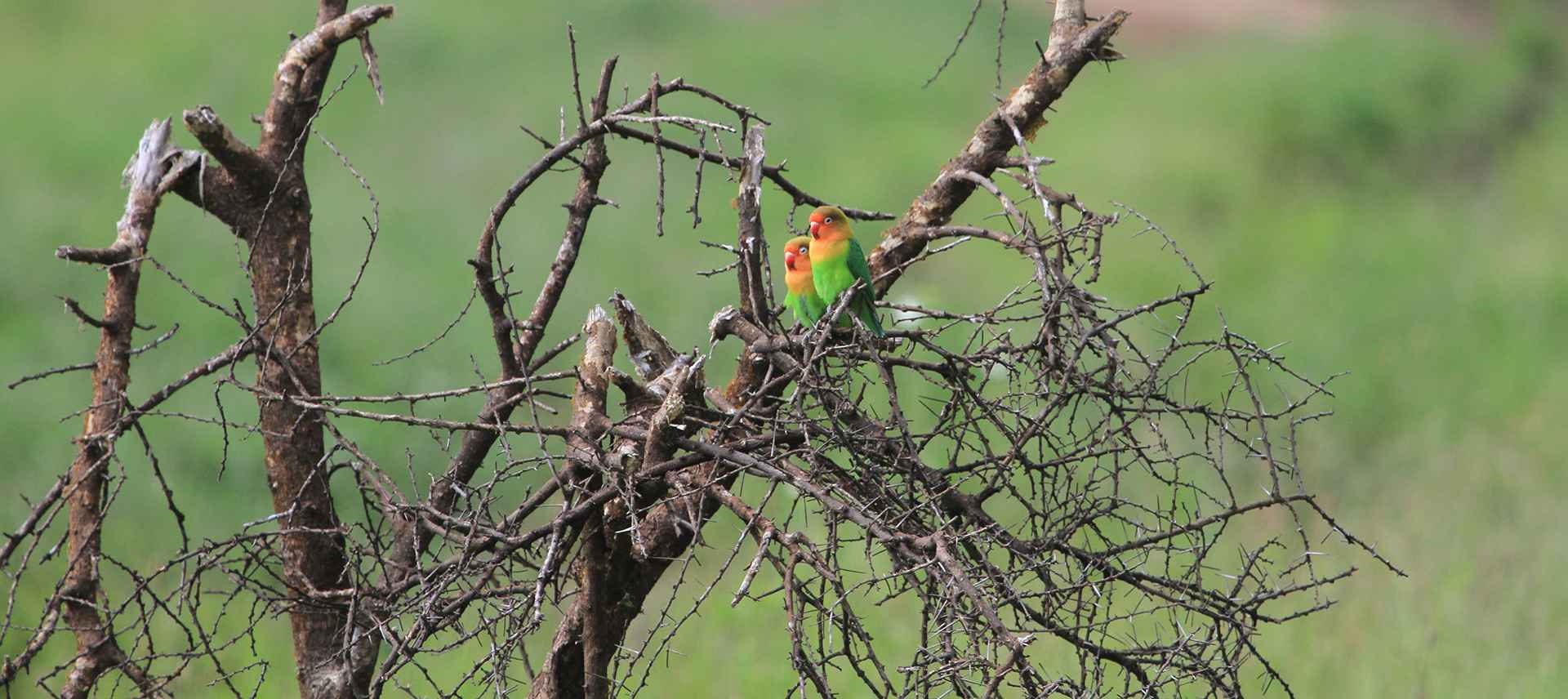 How Many Days Should You Spend in Tanzania for a Safari Holiday?