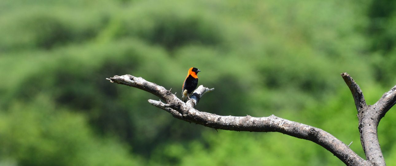 Bird Watching Safari Experience in Tanzania