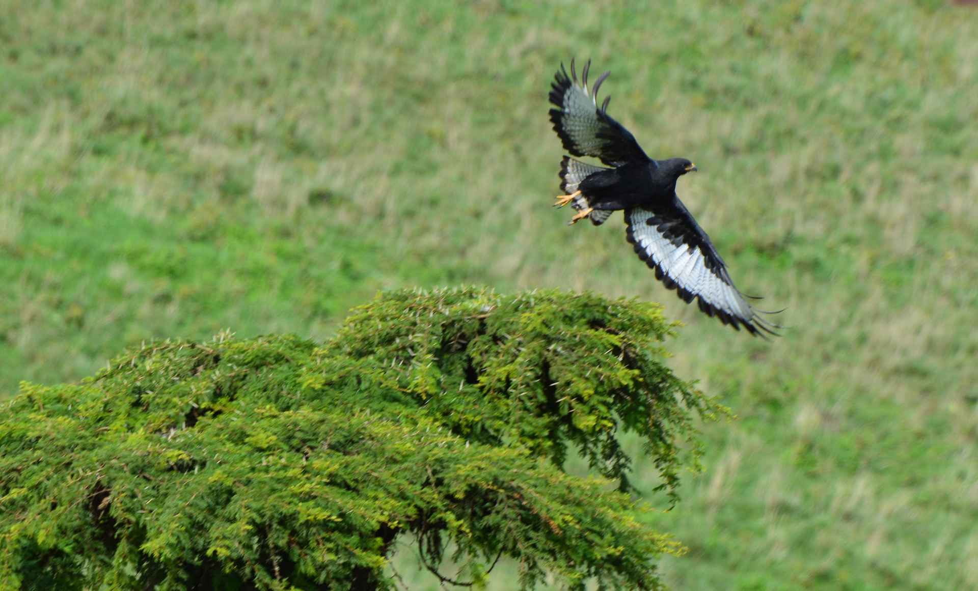 Bird Watching Safari Experience in Tanzania