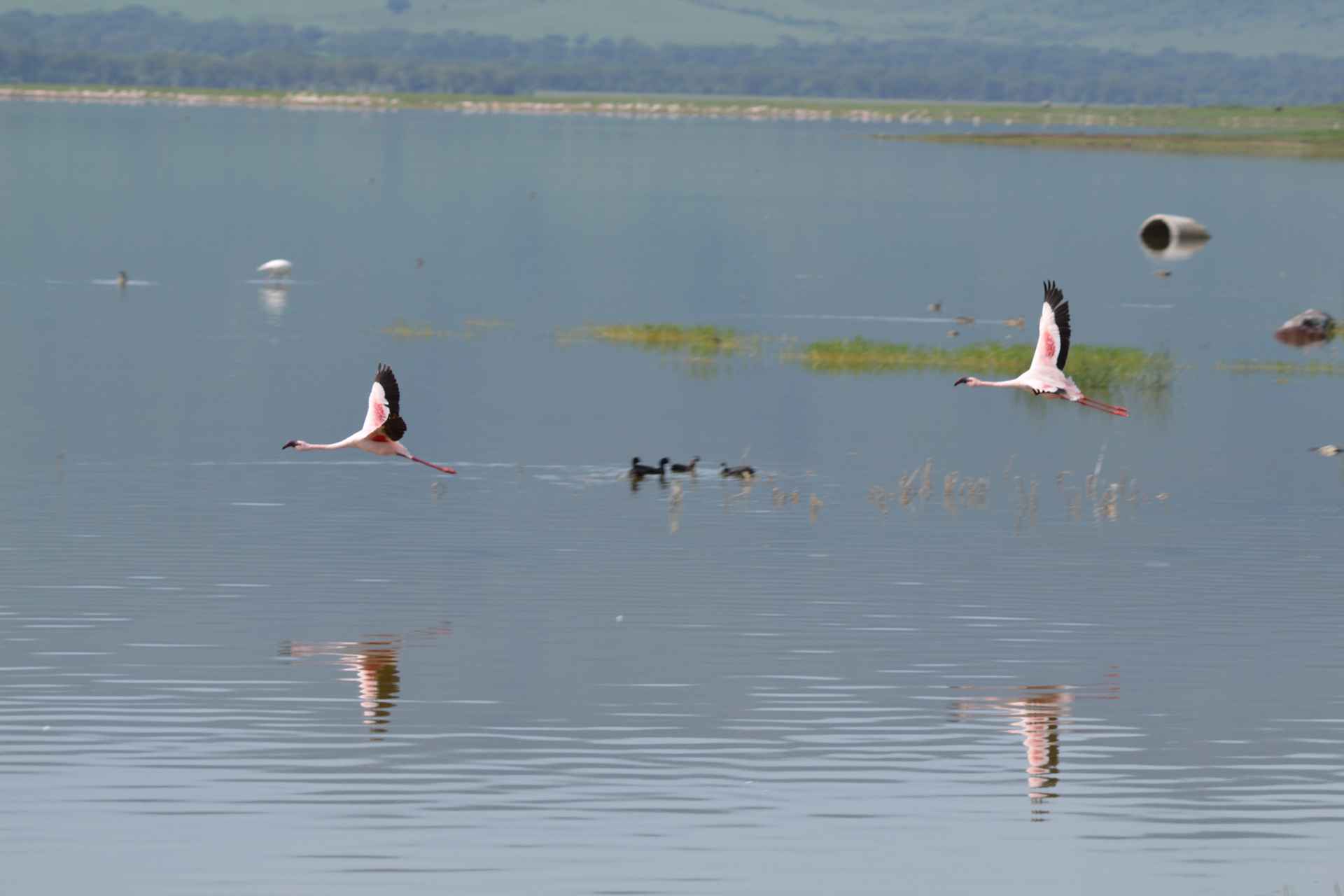 Bird Watching Safari Experience in Tanzania