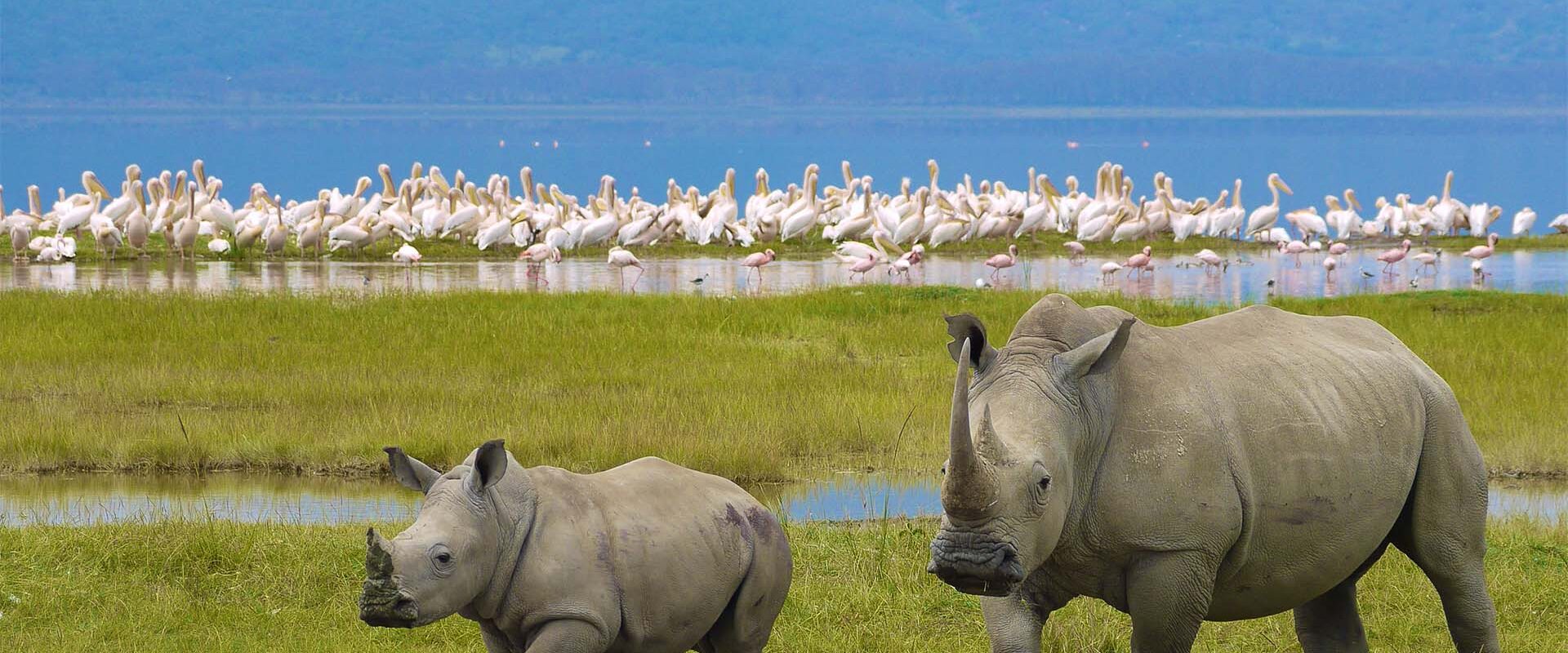 How Many Days Should You Spend in Tanzania for a Safari Holiday?