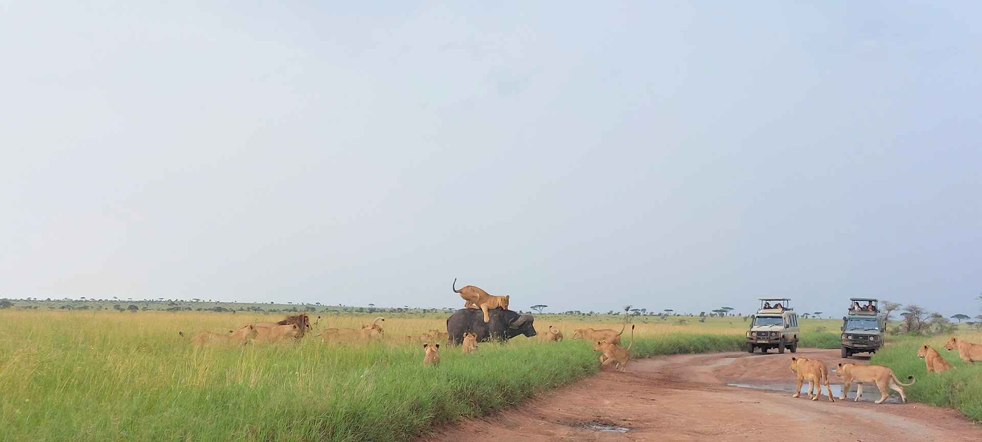 How Many Days Should You Spend in Tanzania for a Safari Holiday?