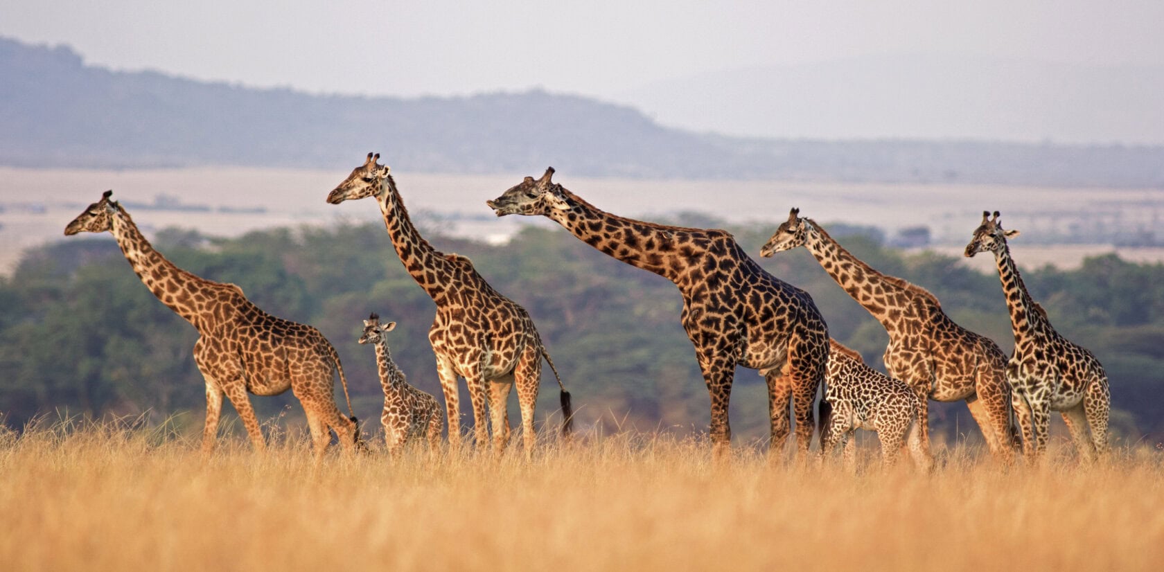 How Many Days Should You Spend in Tanzania for a Safari Holiday?