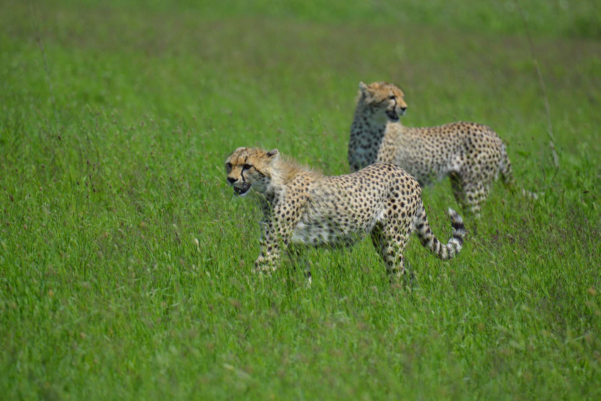 Responsible and Sustainable Tourism in Tanzania